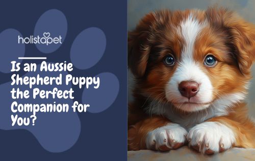 Is an Aussie Shepherd Puppy the Perfect Companion for You?