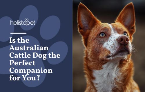 Is the Australian Cattle Dog the Perfect Companion for You?