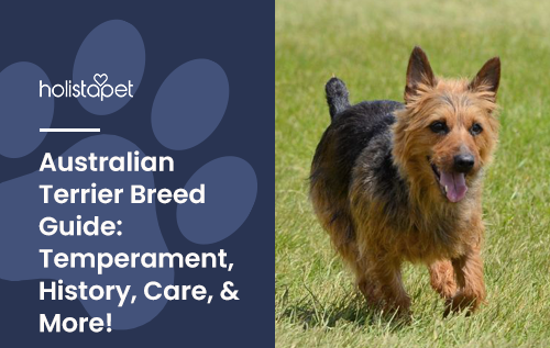 Australian Terrier Breed Guide: Temperament, History, Care, & More!