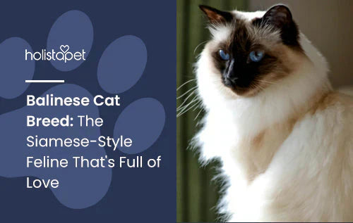 Balinese Cat Breed: Feline That's Full of Love