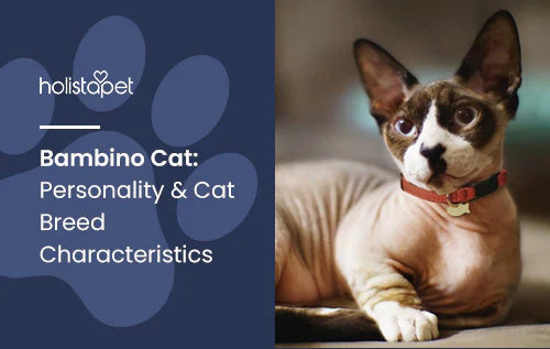 Bambino Cat: Personality and Characteristics