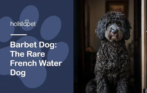 Barbet Dog: The Rare French Water Dog