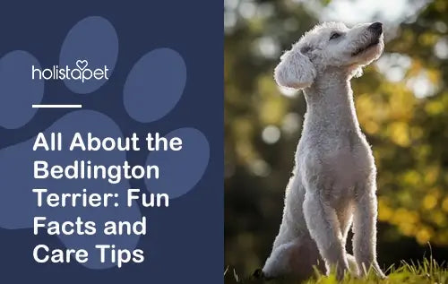 Holistapet featured image for "bedlington terrier" dog breed blog. Shows a bedlington terrier outdoors