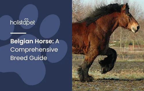 Belgian Horse Breed Complete Guide