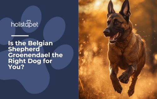 Is the Belgian Shepherd Groenendael the Right Dog for You?