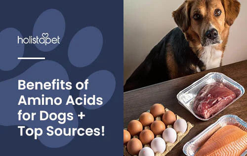 Do dogs need Amino Acids