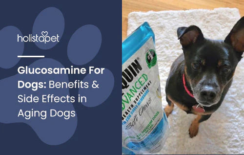 What Does Glucosamine Do For Your Dog