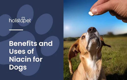 What Are the Health Benefits of Niacin for Dogs?