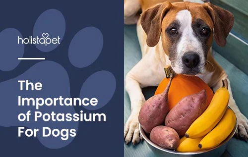 How Does Potassium Benefit Dogs