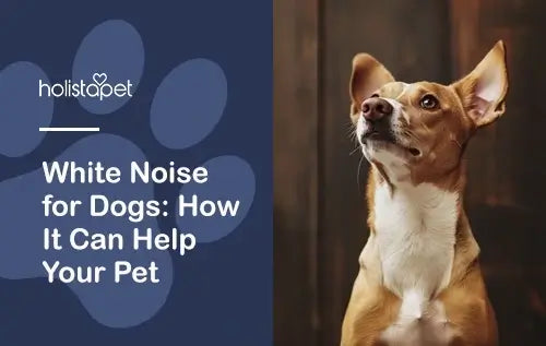 When to Use White Noise for Your Dog