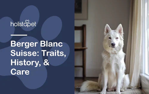 Berger Blanc Suisse: Traits, History, & Care