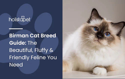 Birman Cat Breed: Beautiful, Fluffy & Friendly Feline