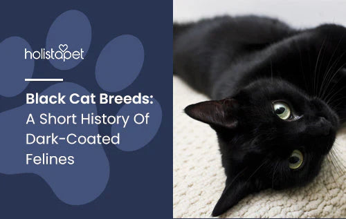 A short history about black cat breeds