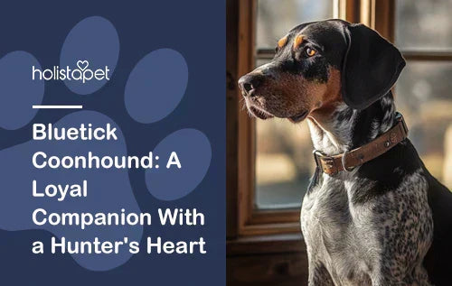 Bluetick Coonhound: A Loyal Companion & Fierce Hunter