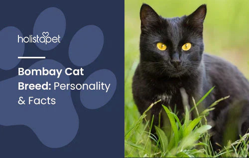 Bombay Cat Breed Full Information