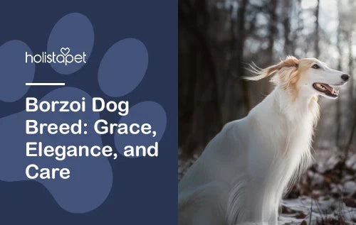 Borzoi Dog Breed: The Majestic Russian Sighthound