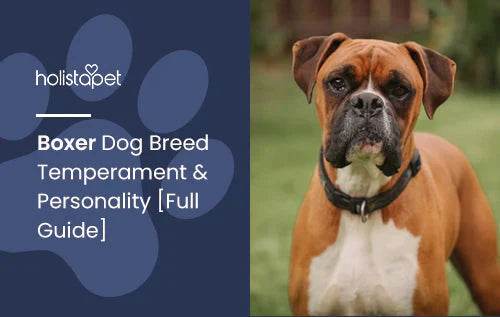 Information and fun facts about Boxer Dog Breed