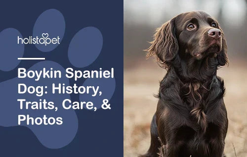 Boykin Spaniel Dog: History, Traits, Care, & Photos