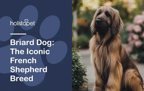 Briard Dog: The Iconic French Shepherd Breed