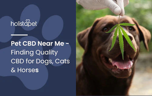 Quality CBD for Pets