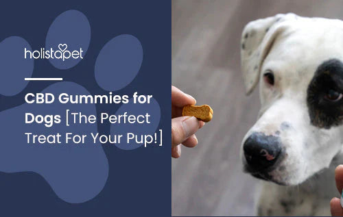 What Are CBD Gummies For Dogs