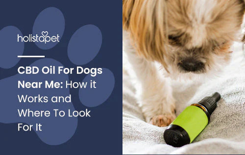 Using CBD oil for dogs guide