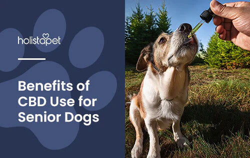 Benefits of Using CBD for Old Dogs