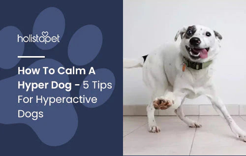 How to Calm down Hyperactive dogs