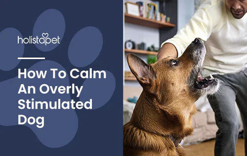 Overly Stimulated Dog Calming Tips