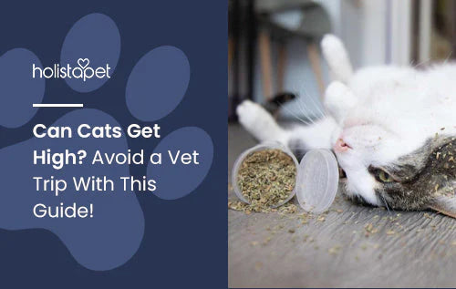 Can cats get high? Find out now!