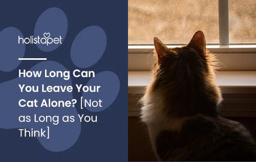 Can you leave your cat home alone for a long time?