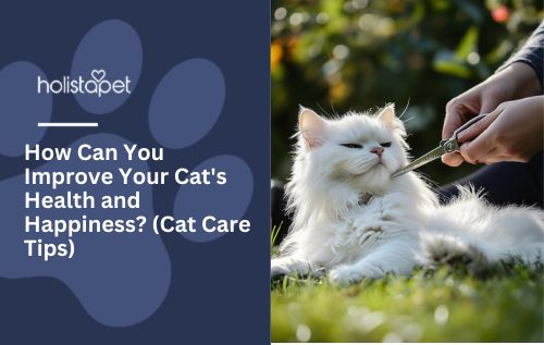 How Can You Improve Your Cat's Health and Happiness? (Cat Care Tips)