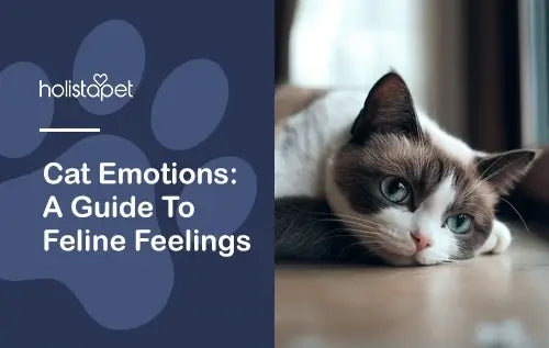 a guide to cat's emotions and well being