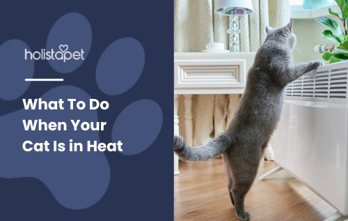 Featured blog image by Holistapet for What To Do When Your Cat Is in Heat. The image shows a cat in heat, positioned in front of an air conditioner.