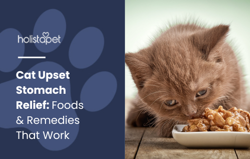 Cat Upset Stomach Relief: Foods & Remedies That Work" by [Author Name]. Shows a cat eating food and remedies to soothe its upset stomach.