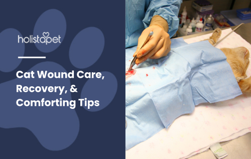 Featured blog image for  Cat Wound Care, Recovery, & Comforting Tips by Holistapet.  a cat receiving medical treatment from veterinarians. 