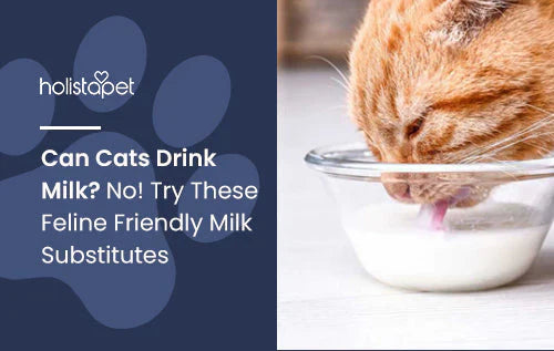 Can cats drink milk? Here's cat milk substitutes 