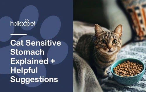 Cat Sensitive Stomach Explained + Helpful Suggestions