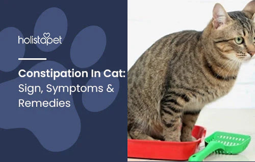 Helpful tips for cats suffering with constipation