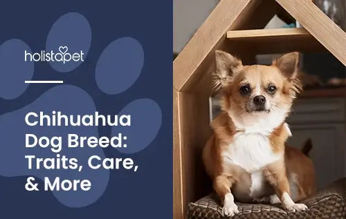 Holistapet featured image for "Chihuahua Dog Breed" blog. Shows a Chihuahua inside and indoor dog house.