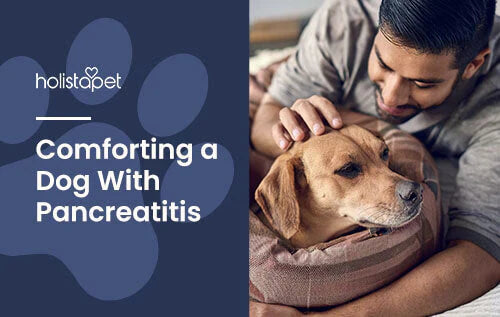 How to comfort your dog with pancreatitis