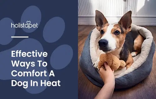 How to deal with dog that's in heat