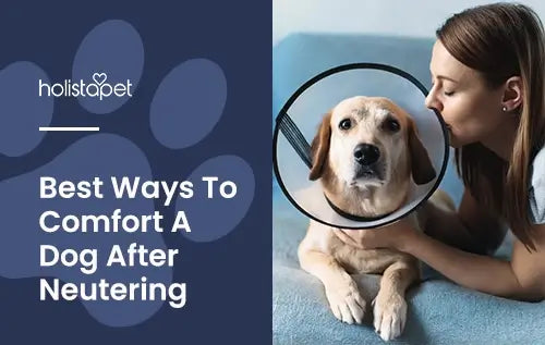 how to comfort neutered dog