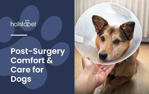 how to comfort a dog in pain after surgery