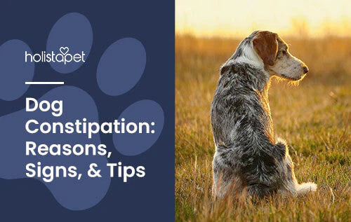 Tips for dogs with constipation