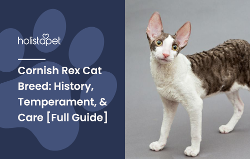 Cornish Rex Cat Breed: History, Temperament, & Care [Full Guide]