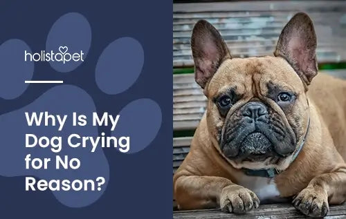 Why is my dog crying for no reason