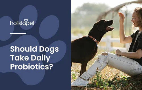 Are Daily Probiotics Safe for Dogs