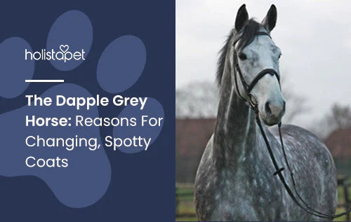 Dapple Grey Horse Breed Fun Facts