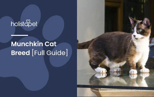 Full Guide about Munchkin Cats